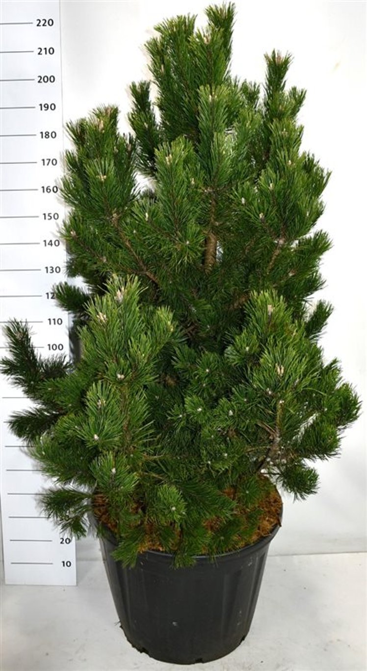Pinus mugo 'Gnom' - C110 150-175 CM